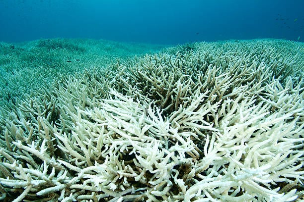 Coral Bleaching