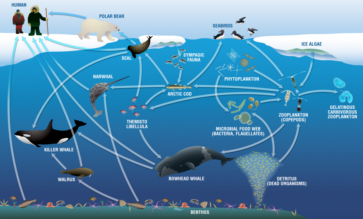 Marine Ecosystem